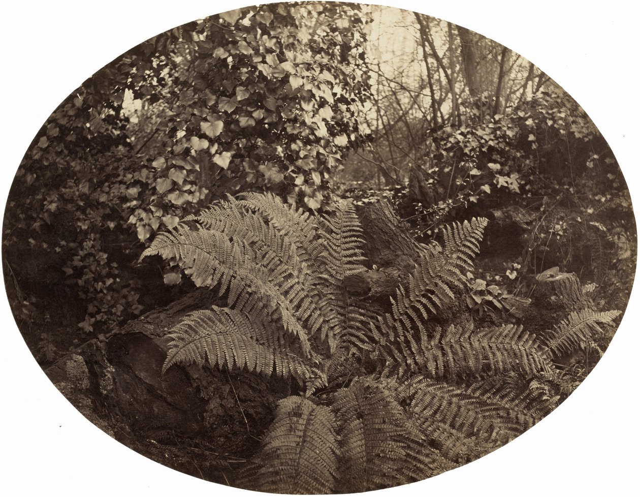 Vinterblade af den stikkende bregne,ca. 1862 (foto) af Geoffrey Bevington
