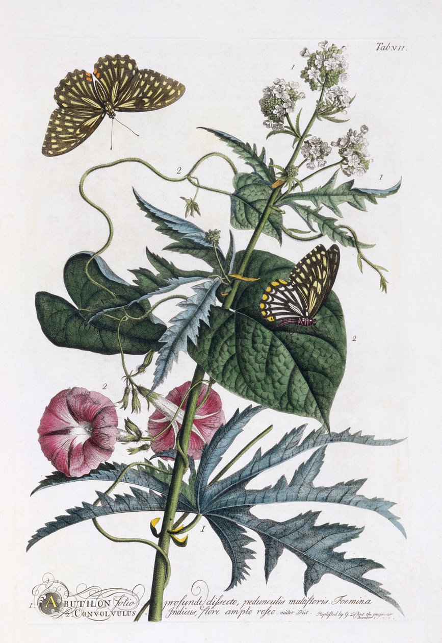 Abutilon und Convolvulus, ca. 1748 (håndkoloreret gravering) af Georg Dionysius Ehret