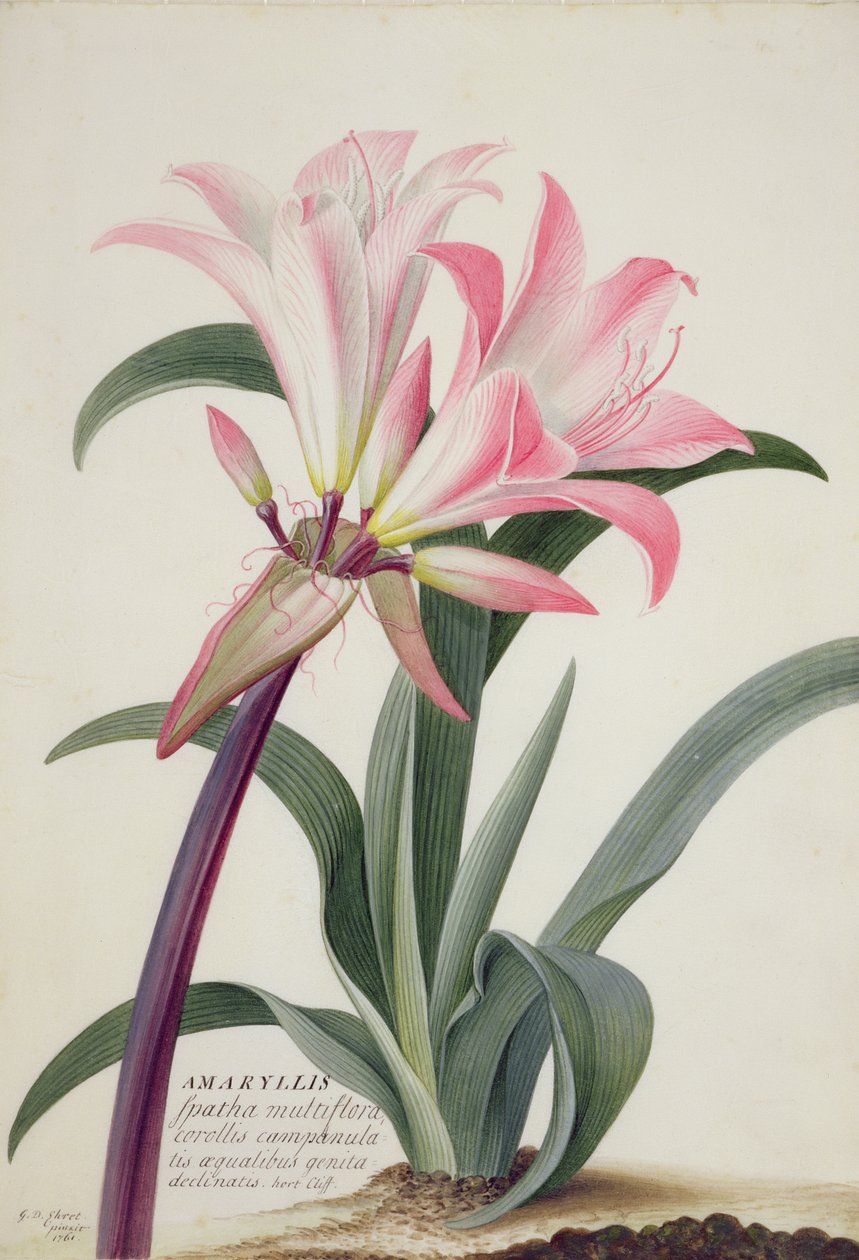 Amaryllis Belladonna, 1761 (wc, gouache og grafit på pergament) af Georg Dionysius Ehret