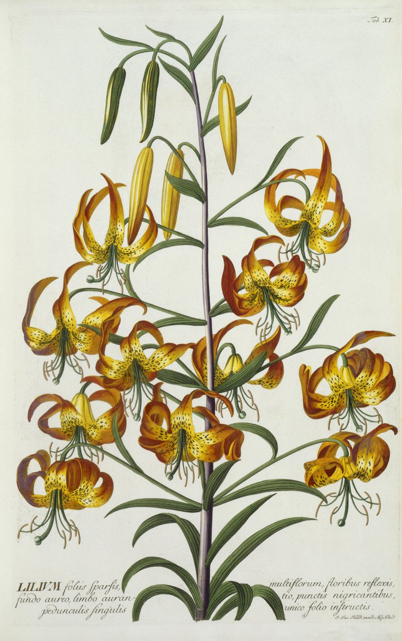 American Turkscap Lily, ca. 1740 (håndfarvet gravering) af Georg Dionysius Ehret
