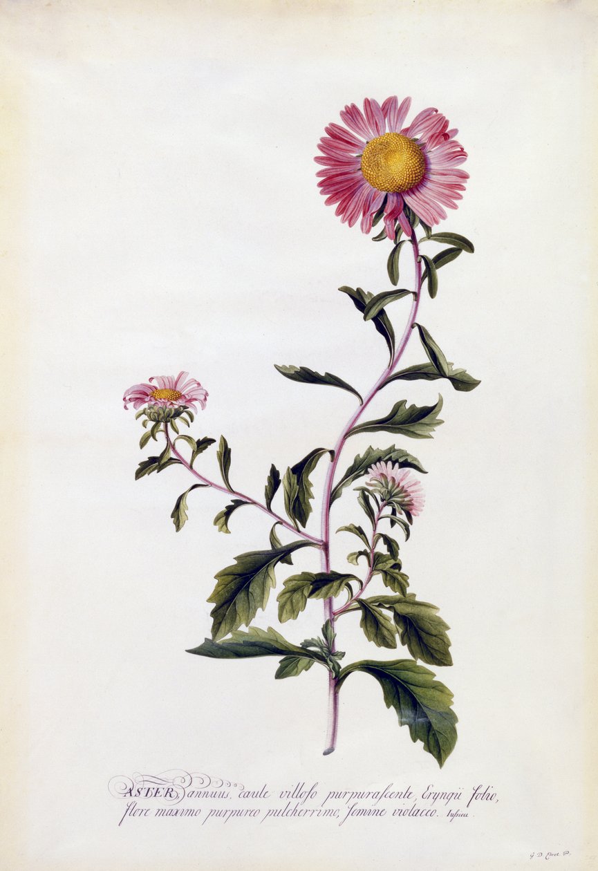 Aster, ca. 1743 (håndkoloreret gravering) af Georg Dionysius Ehret