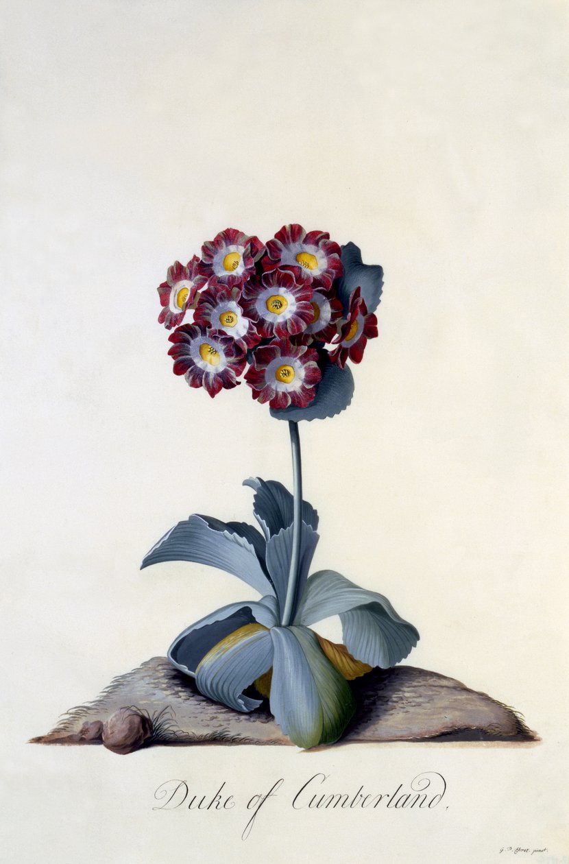 Auricula Duke of Cumberland c.1743 (håndfarvet gravering) af Georg Dionysius Ehret