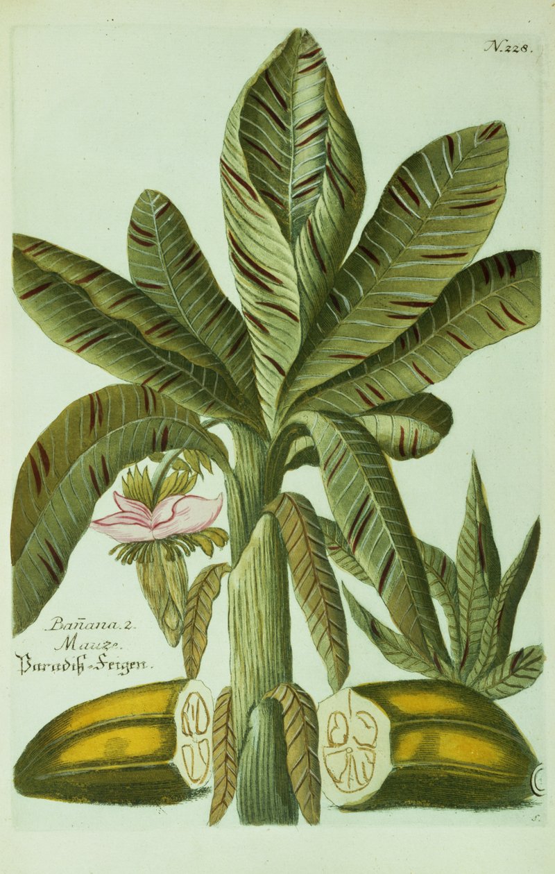 Banan, fra J. Weinmanns Phytanthoza Iconographia, 1734-45 af Georg Dionysius Ehret