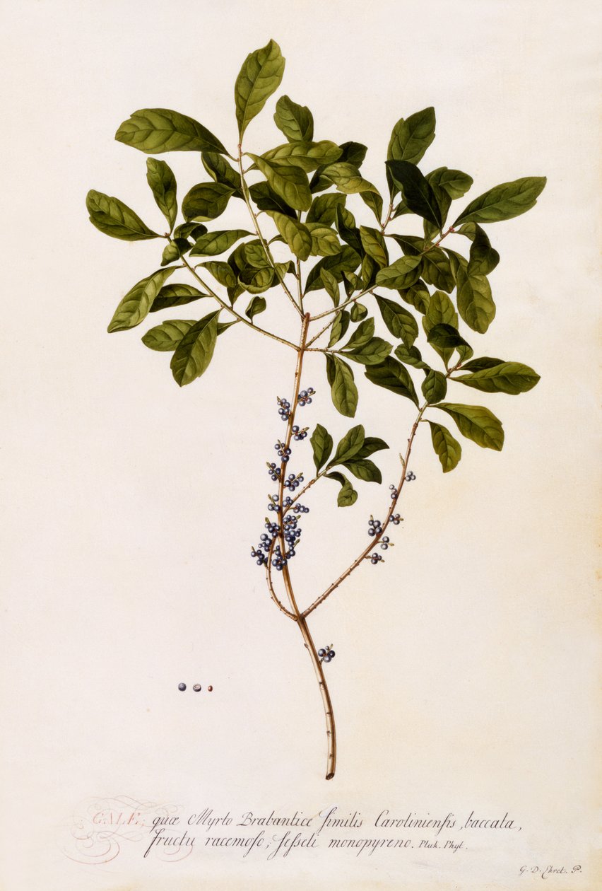 Bayberry eller Myrtle, ca. 1746 (håndfarvet gravering) af Georg Dionysius Ehret