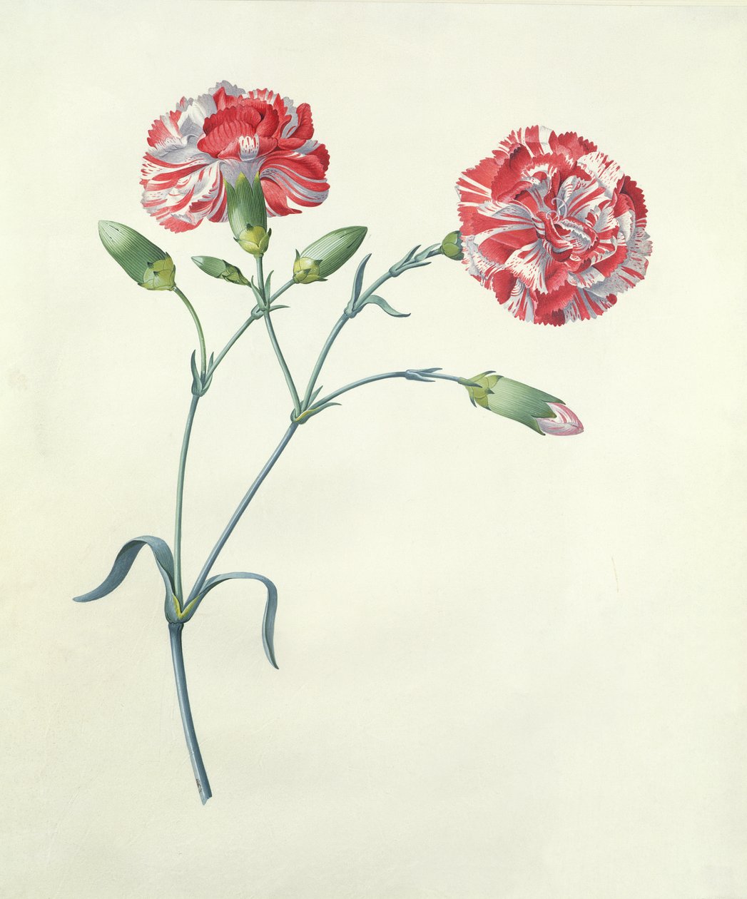 Nellike af Georg Dionysius Ehret