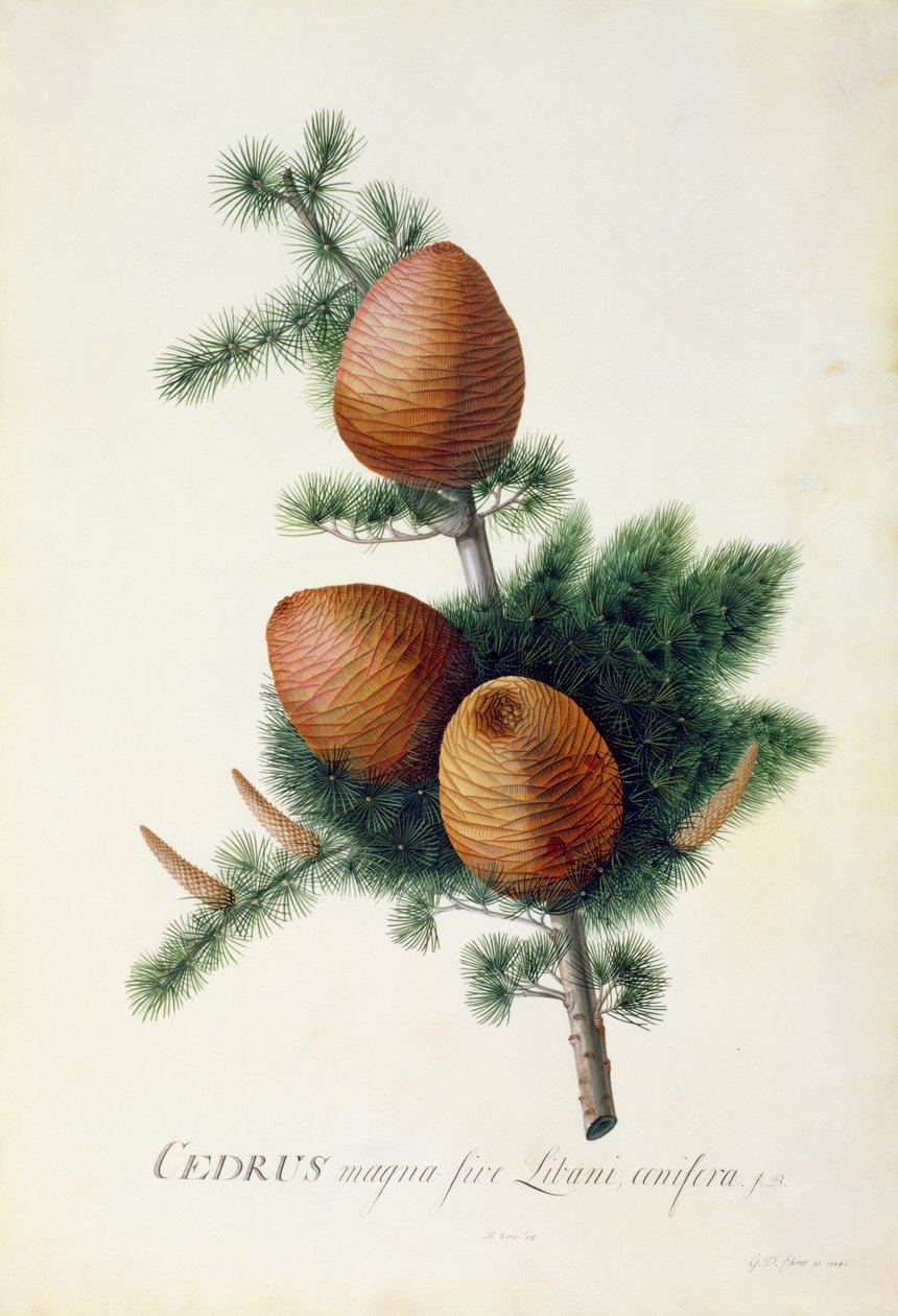 Cedrus Libani, 1744 (gouache på vellum) af Georg Dionysius Ehret