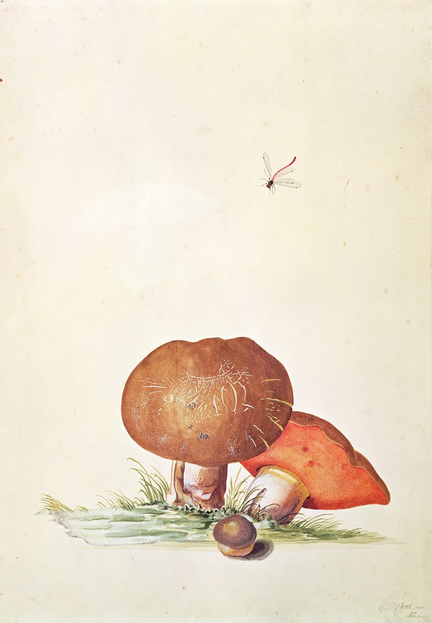 Cep Svamp med Damsel Dragonfly af Georg Dionysius Ehret