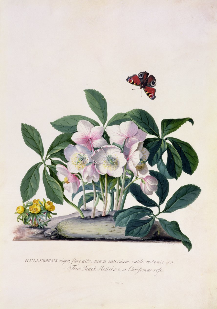 Julerose (Helleborus niger) og vinteraconit (Eranthis hyemalis) (gouache på pergament) af Georg Dionysius Ehret