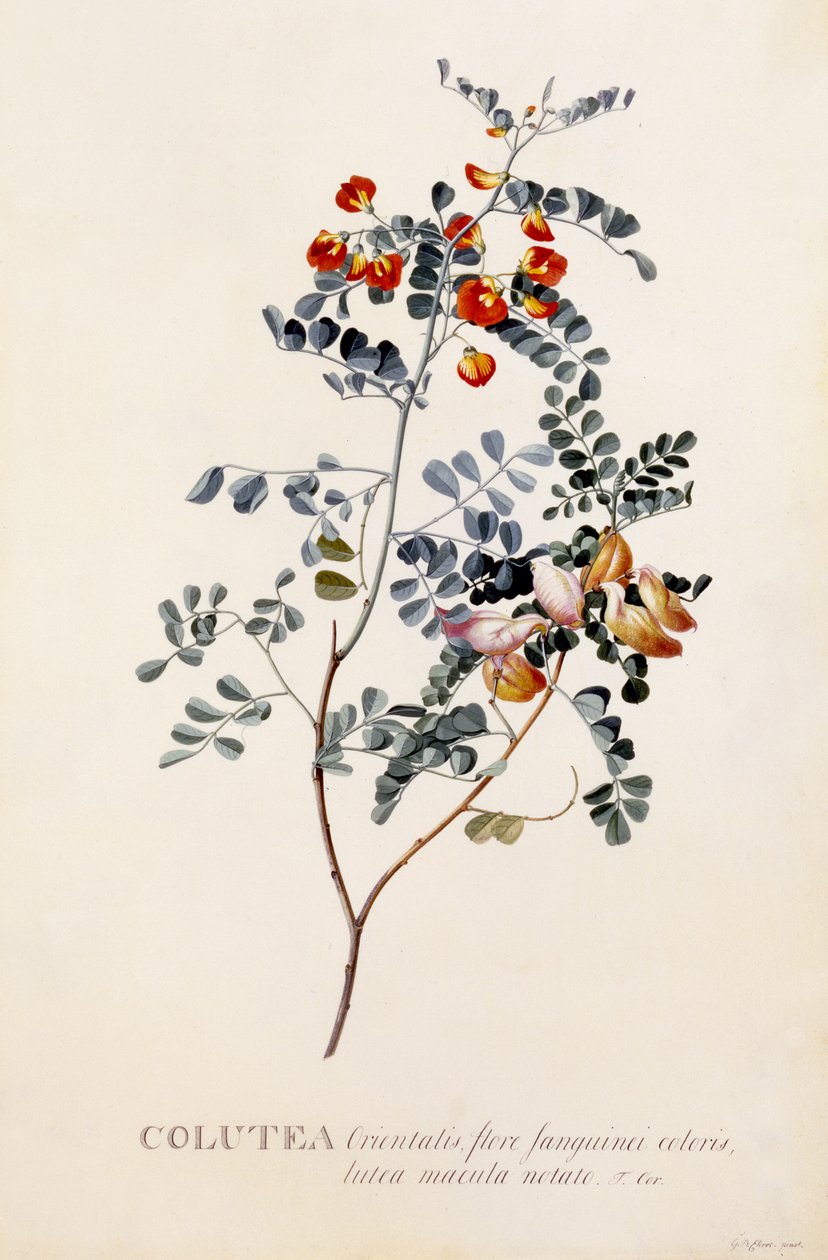 Colutea, ca. 1745 (håndkoloreret gravering) af Georg Dionysius Ehret