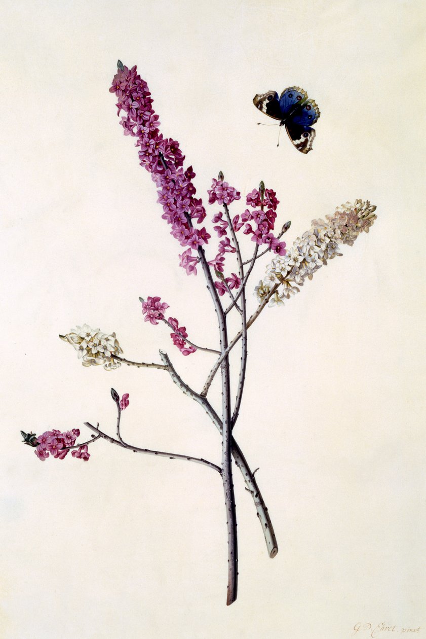 Daphne Mezereum med sommerfugl, ca. 1740 (håndkoloreret gravering) af Georg Dionysius Ehret