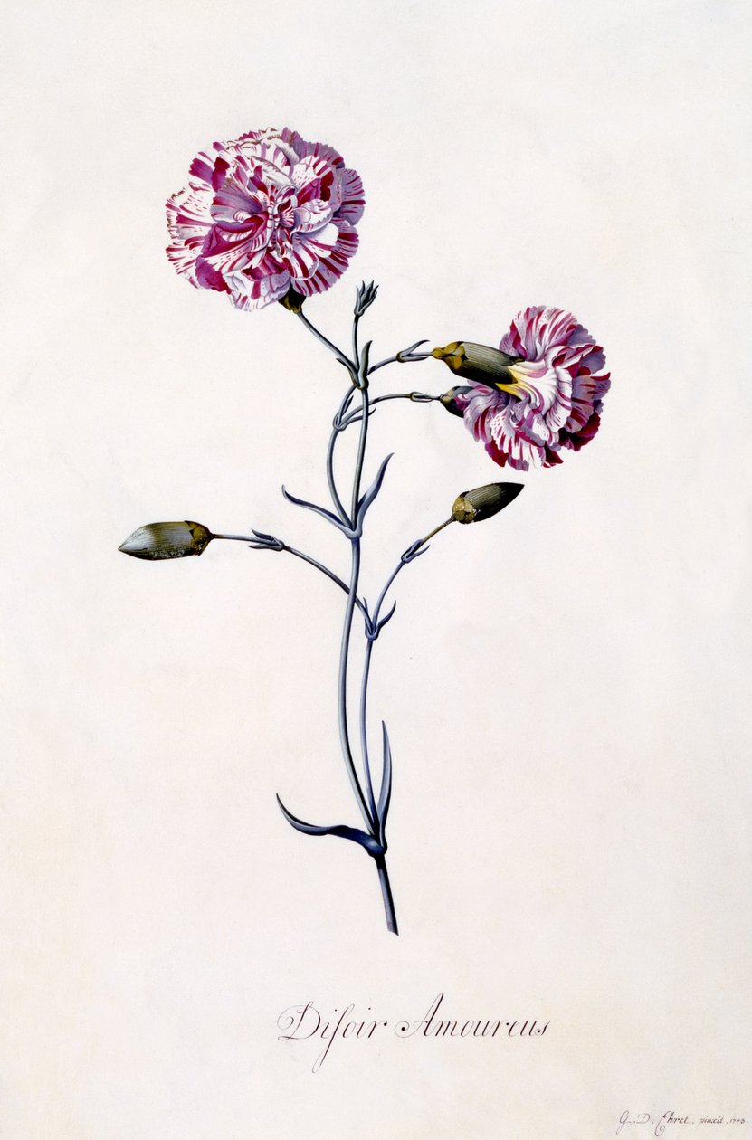 Difor amourius, nelliker, ca. 1745 (håndkoloreret gravering) af Georg Dionysius Ehret