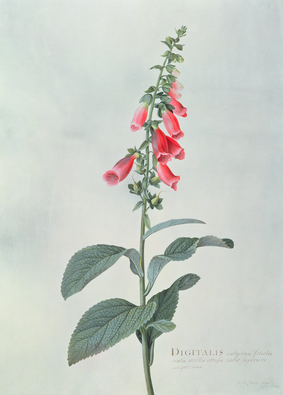 Digitalis purpurea (Rævebøtte) af Georg Dionysius Ehret
