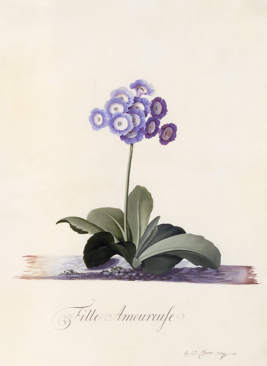 Garden Auricula, Fille Amoureuse, ca. 1743 (håndkoloreret stik) af Georg Dionysius Ehret
