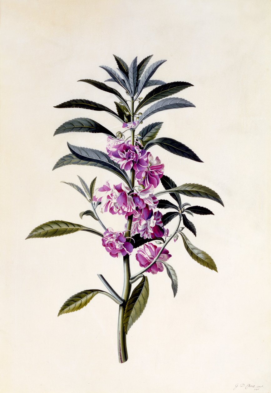 Havebalsam, Impatiens balsamina, ca. 1746 (håndfarvet gravering) af Georg Dionysius Ehret