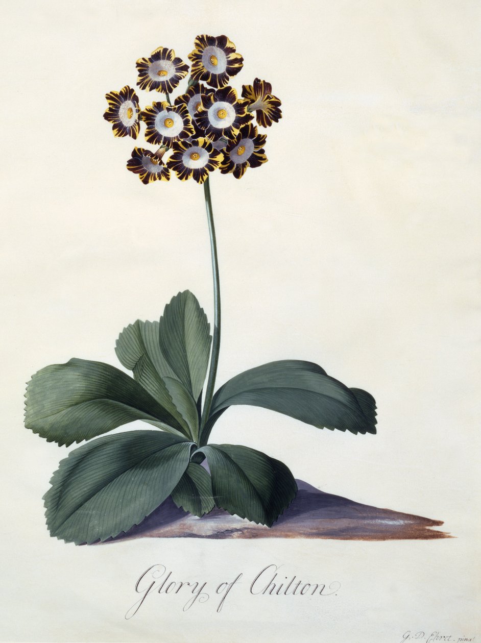 Glory of Chilton, ca. 1745 (håndkoloreret gravering) af Georg Dionysius Ehret
