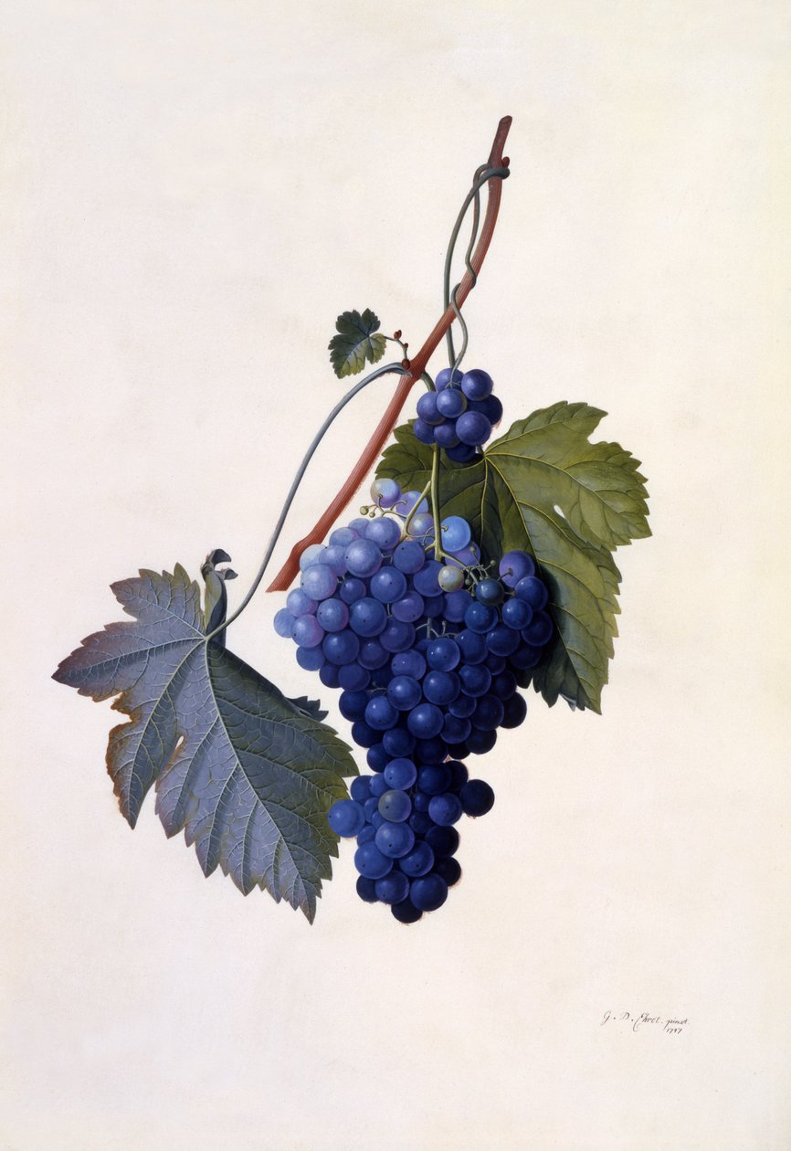Druer, ca. 1747 (håndkoloreret stik) af Georg Dionysius Ehret