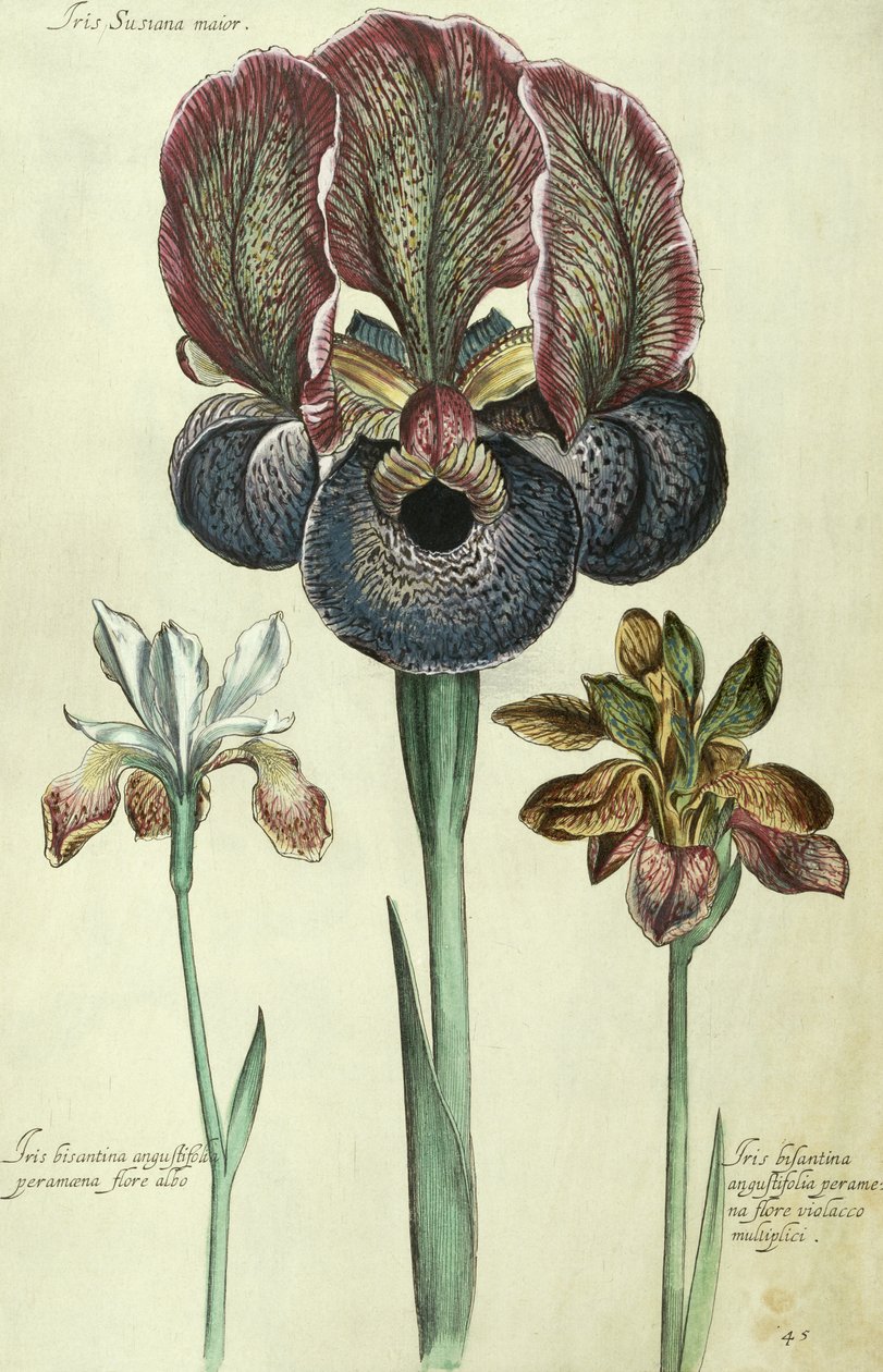 Iris susiana major og Iris bisantina angustifolia af Georg Dionysius Ehret