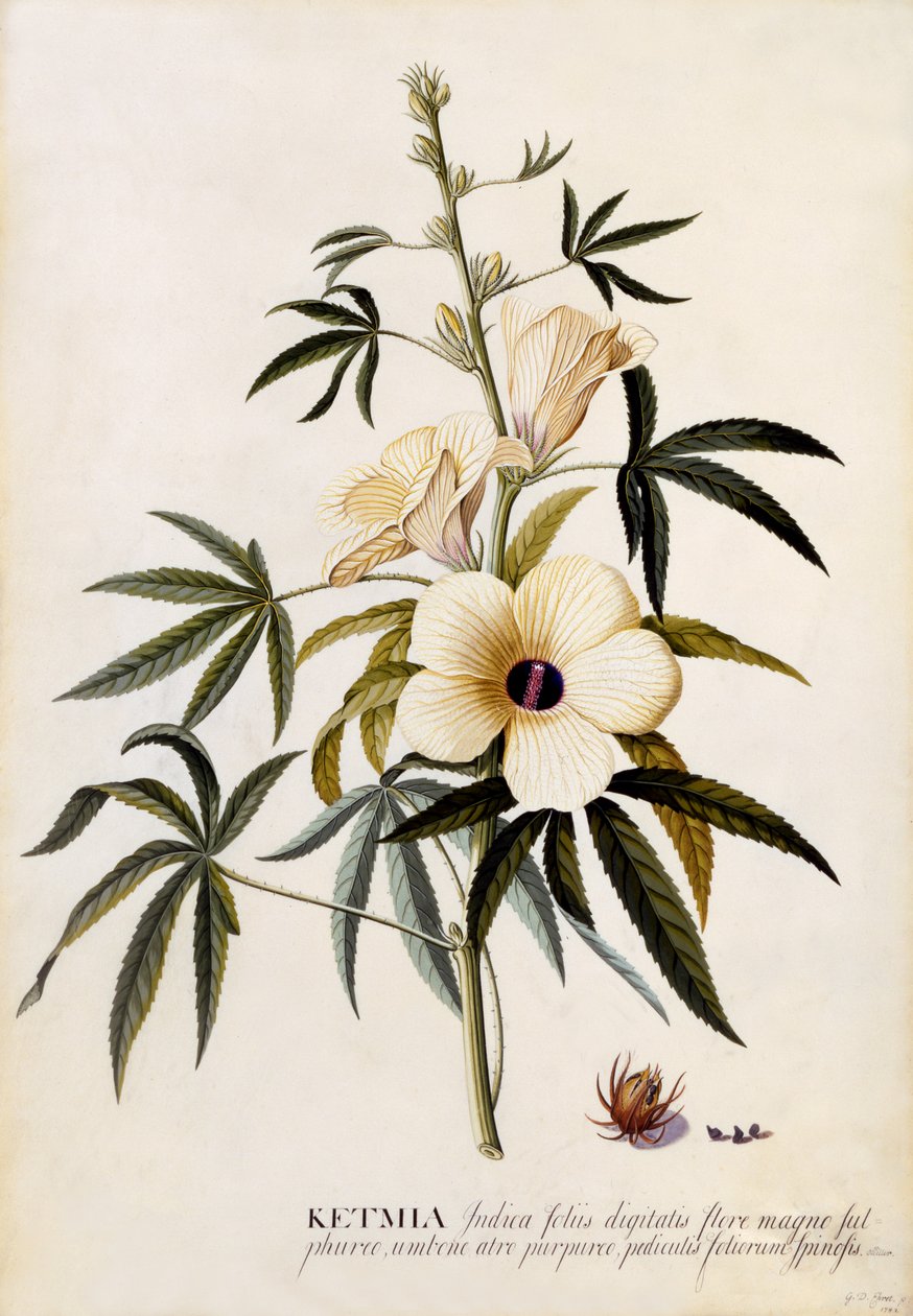 Ketmia, ca.1742 (håndkoloreret stik) af Georg Dionysius Ehret