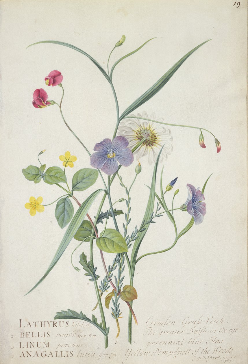 Lathyrus nissolia, Chrysanthemum leucanthemum, Linum perenne, Lysimackia nemorum, 1767 (grafit, wc og gouache på pergament) af Georg Dionysius Ehret