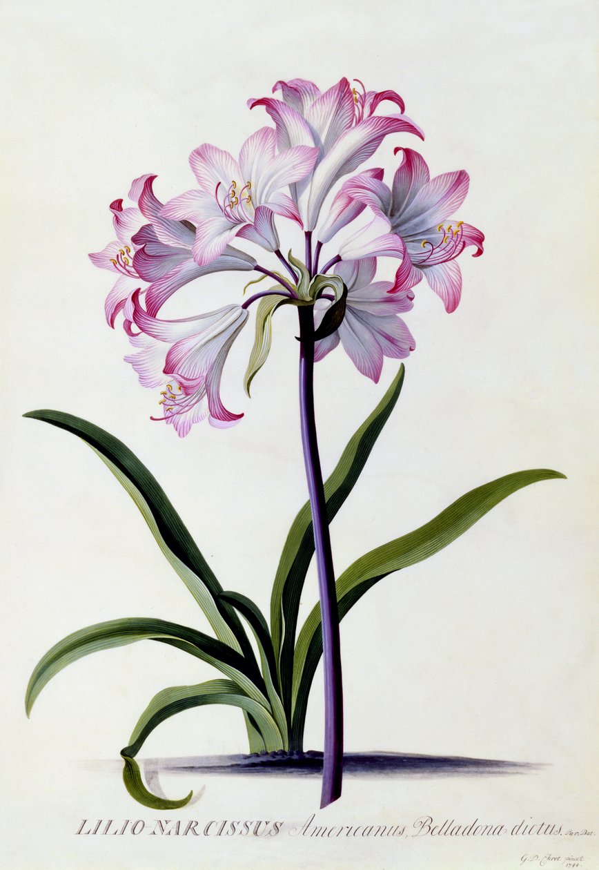 Lilio Narcissus, ca. 1744 (håndkoloreret gravering) af Georg Dionysius Ehret