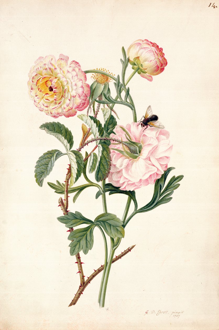 PD.113-1973f.14 Moskusrose og anemone, 1767 (blyant, wc, gouache på vellum) af Georg Dionysius Ehret