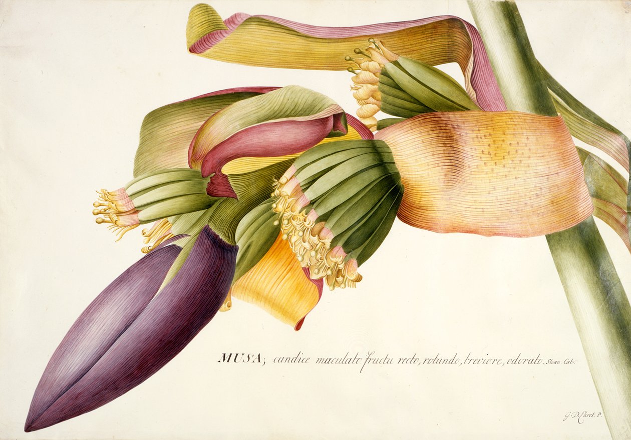 PD.117-1973f.19 Blomst af banantræet (Musa candice maculato fructo) (wc og gouache på vellum) af Georg Dionysius Ehret