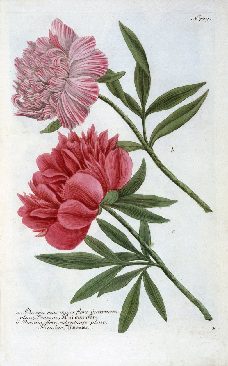 Paeonia fra Johann Wilhelm Weinmanns Phytanthoza Iconographia, 1737 (håndkoloreret gravering) af Georg Dionysius Ehret