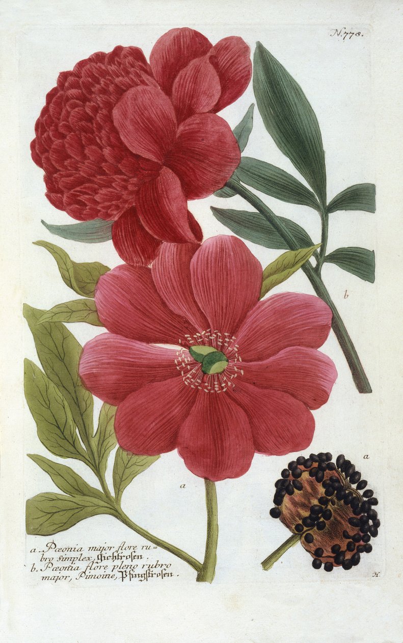 Paeonia fra Johann Wilhelm Weinmanns Phytanthoza Iconographia, 1737 (håndkoloreret gravering) af Georg Dionysius Ehret