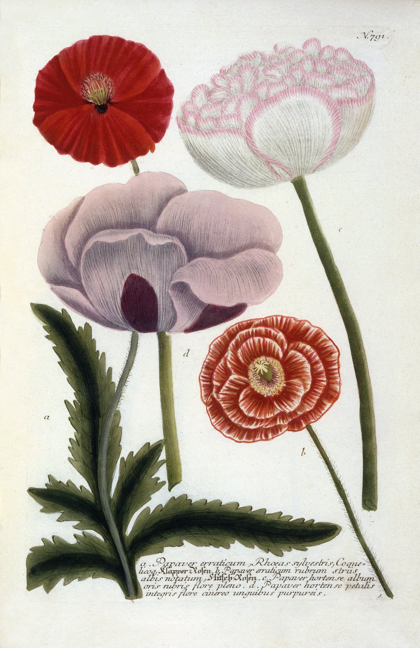 Papaver, fra Johann Wilhelm Weinmanns Phytanthoza Iconographia, 1737 (håndkoloreret gravering) af Georg Dionysius Ehret