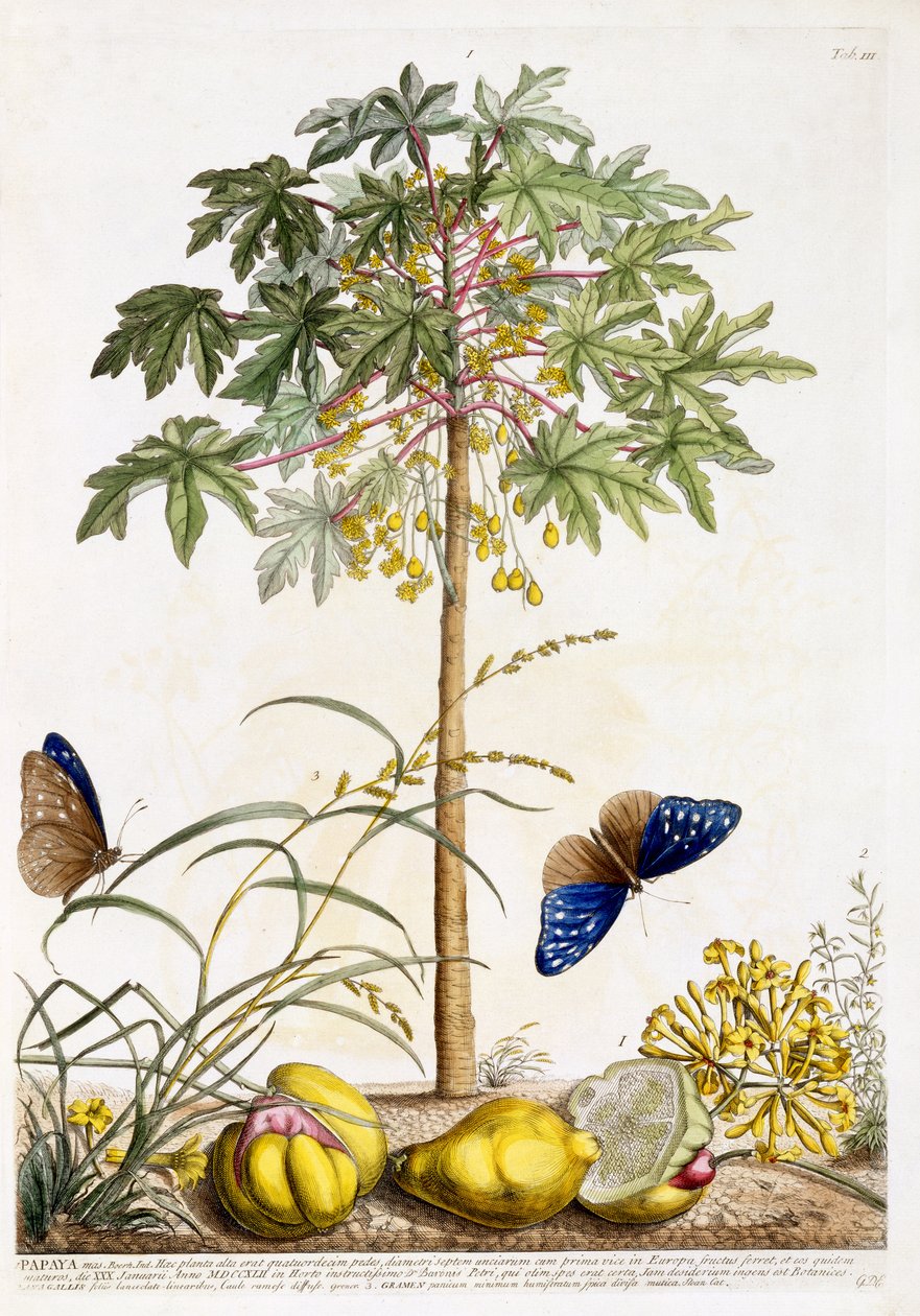 Papaya, ca. 1748 (håndfarvet gravering) af Georg Dionysius Ehret