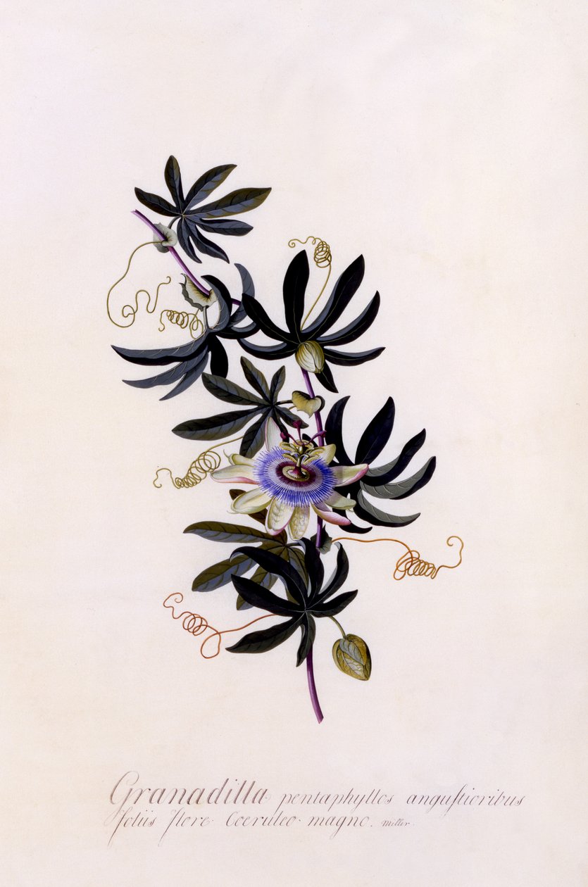 Passiflora Granadilla, ca. 1745 (håndfarvet gravering) af Georg Dionysius Ehret