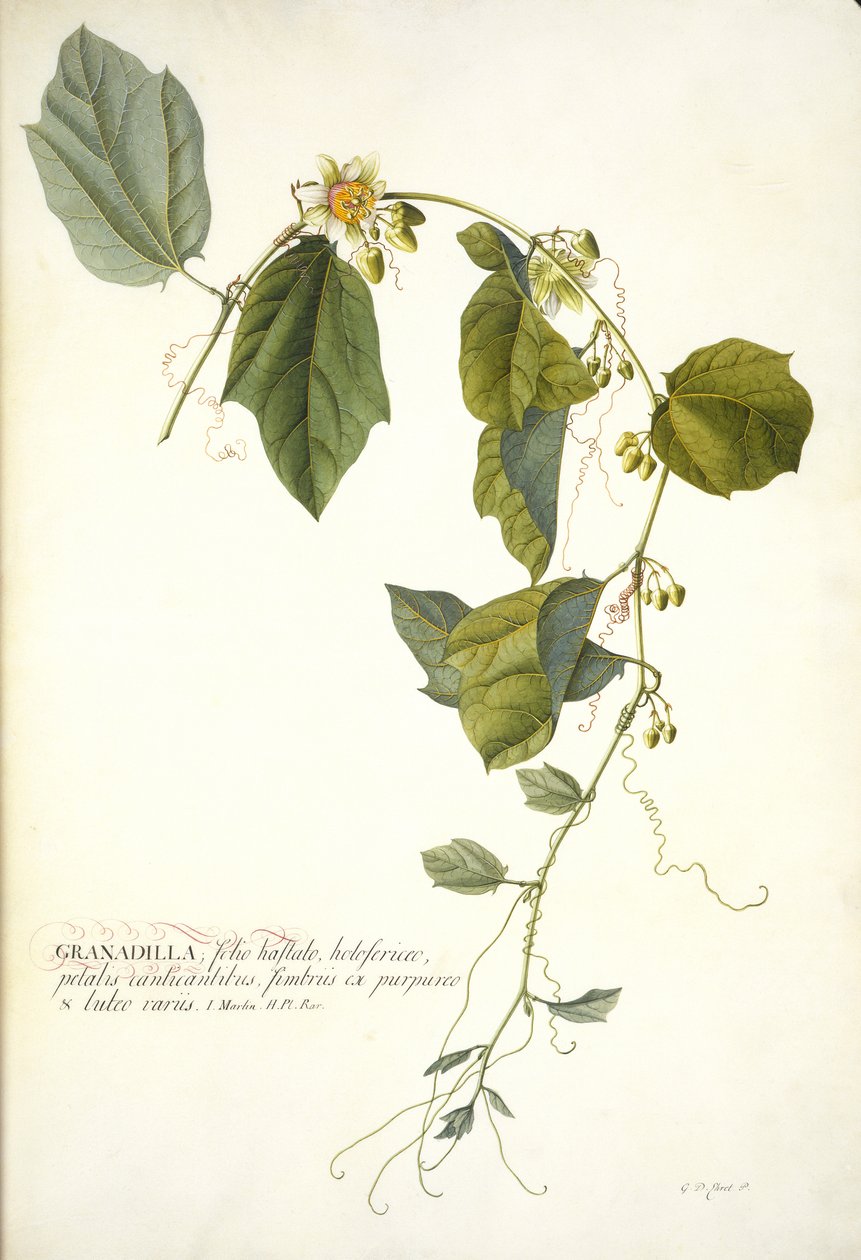 Passiflora holosericea (Passionsblomst) (wc og kropsfarve forhøjet med guld på vellum) af Georg Dionysius Ehret