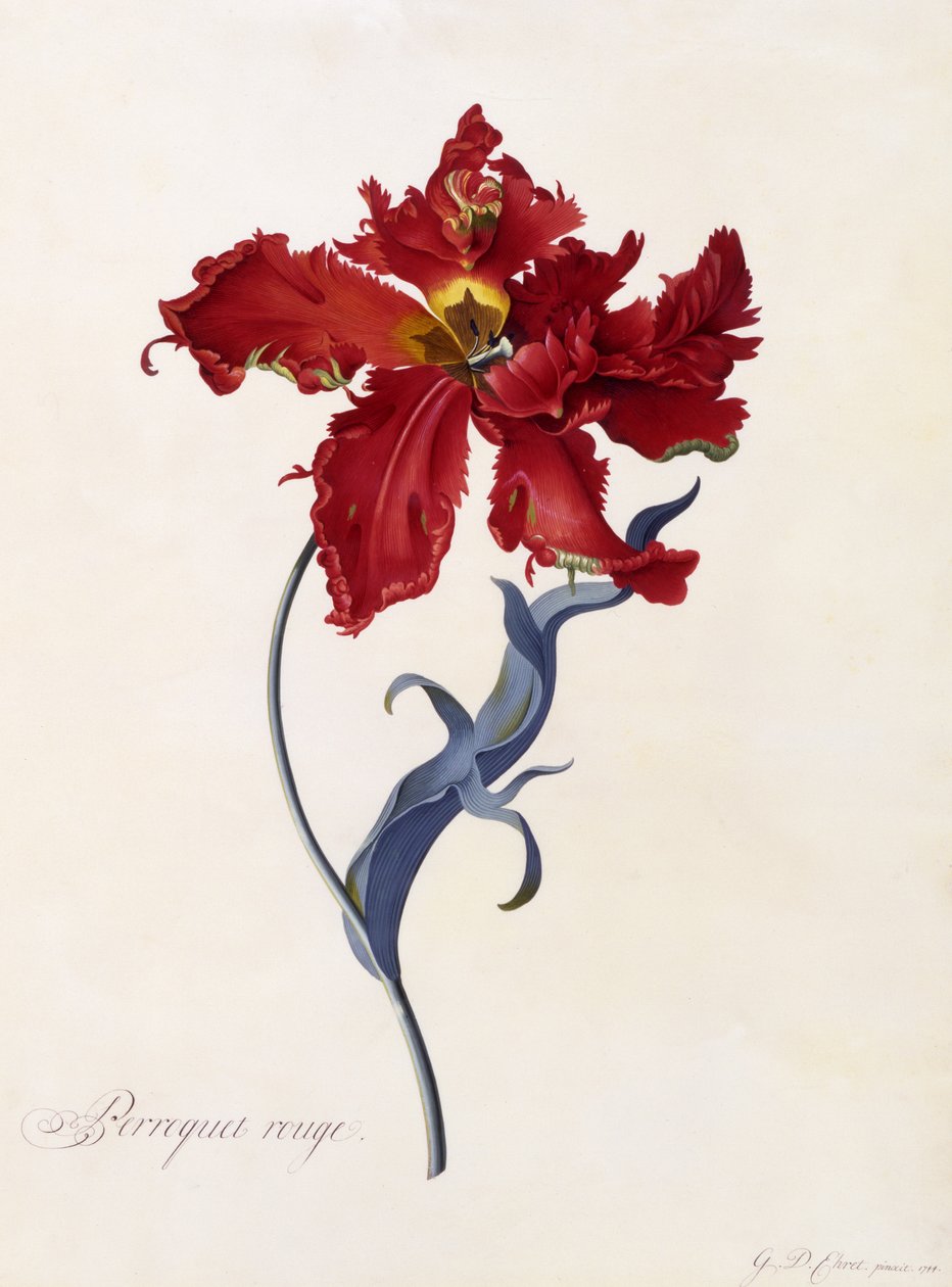 Perroquet Rouge, ca. 1744 (håndkoloreret gravering) af Georg Dionysius Ehret