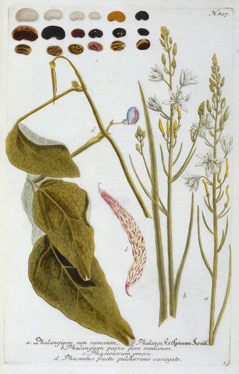 Phalangium fra Johann Wilhelm Weinmanns Phytanthoza Iconographia, 1737 (håndkoloreret gravering) af Georg Dionysius Ehret