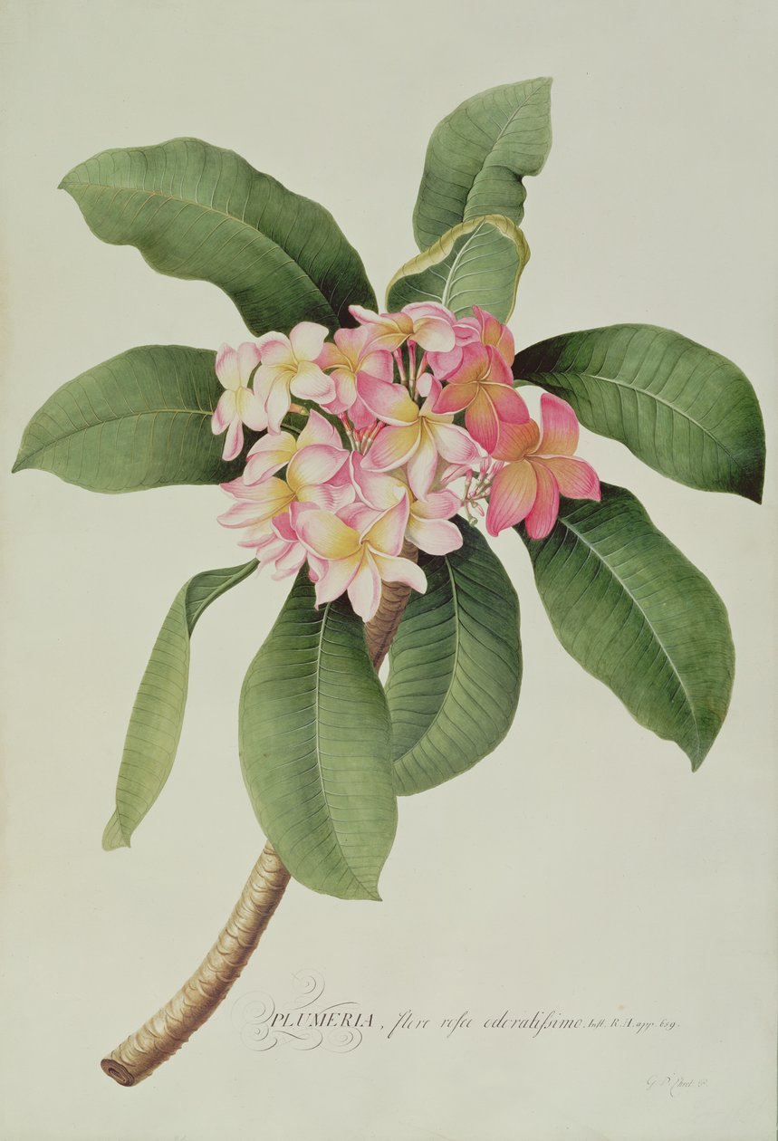 Plumeria af Georg Dionysius Ehret