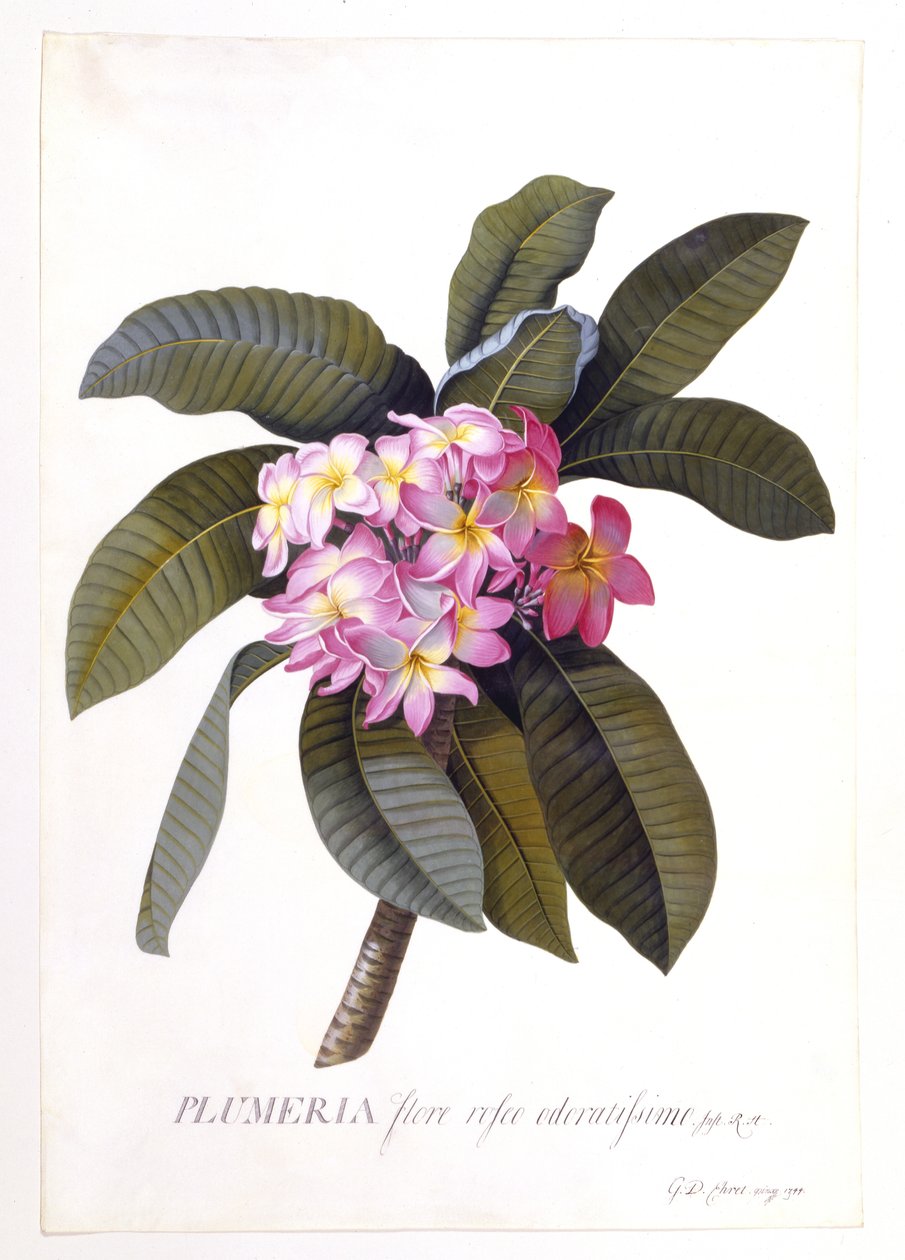 Plumeria, ca. 1744 (håndkoloreret gravering) af Georg Dionysius Ehret