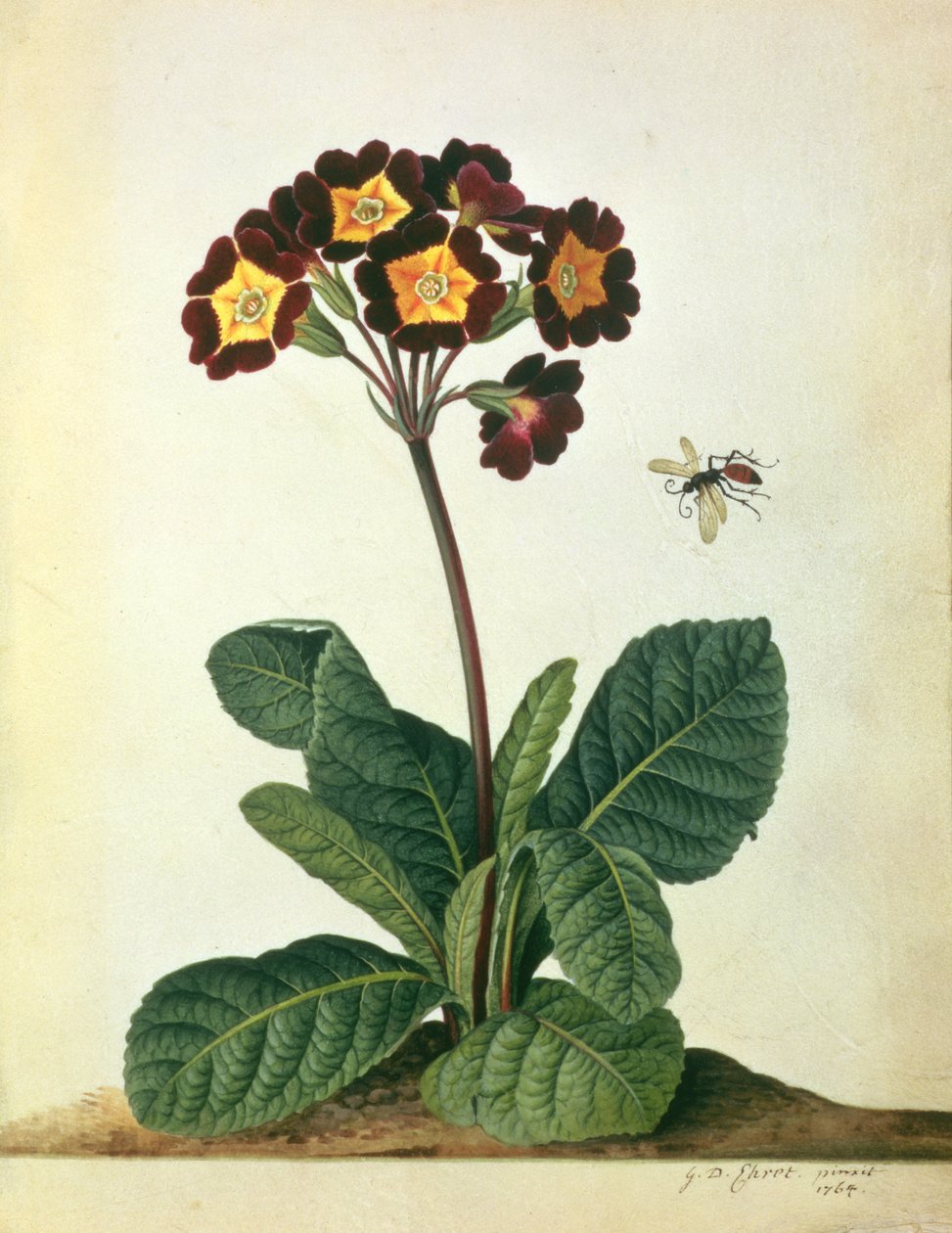 Primulaecae: en blomstrende polyanthus med et flyvende insekt, 1764 (blyant, wc og gouache på vellum) af Georg Dionysius Ehret