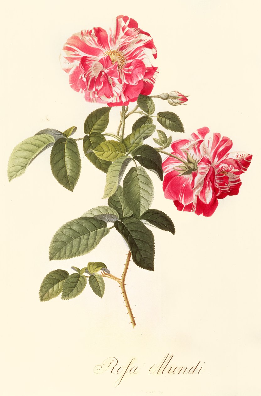 rose verden af Georg Dionysius Ehret