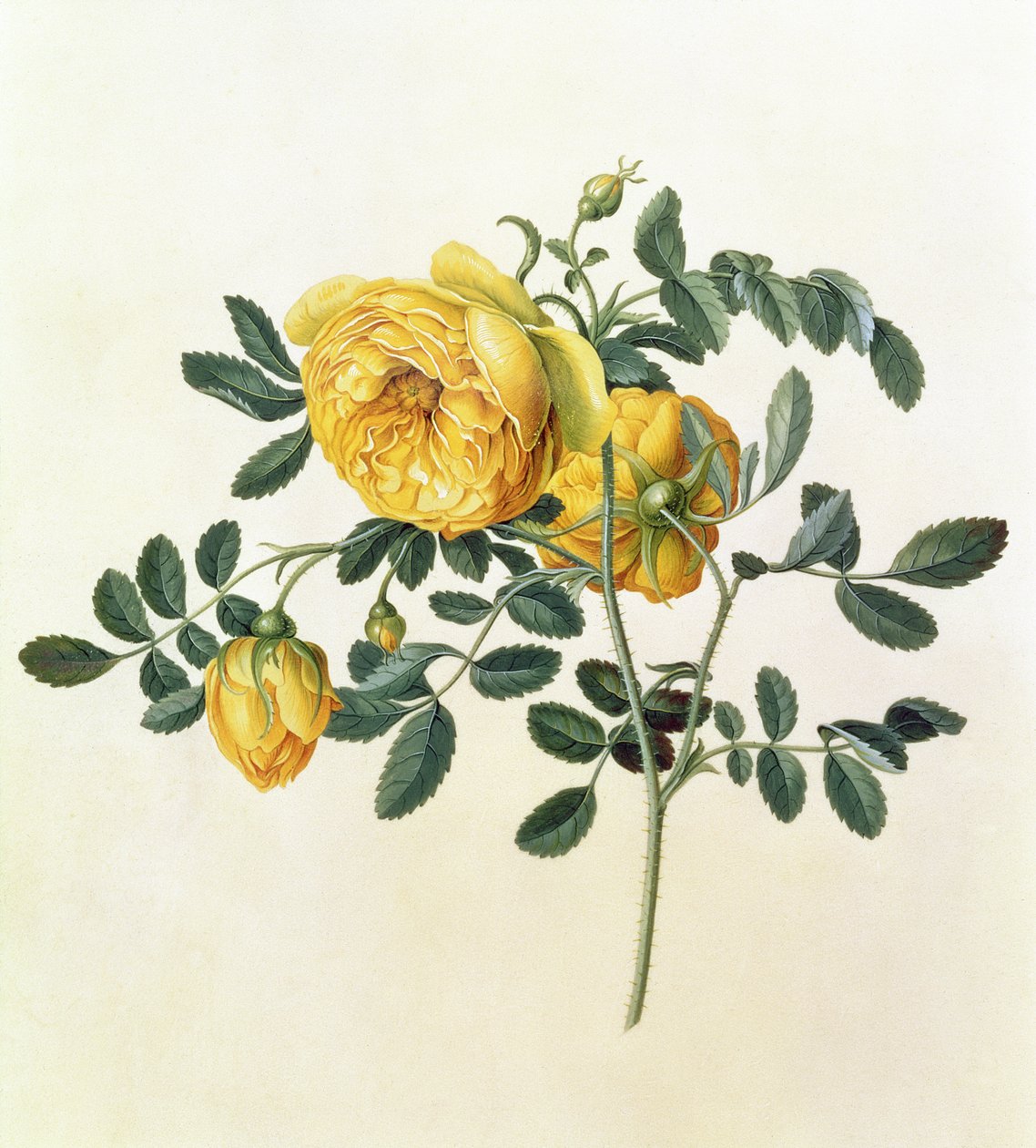 Rosa hemispherica, 1700-tallet af Georg Dionysius Ehret