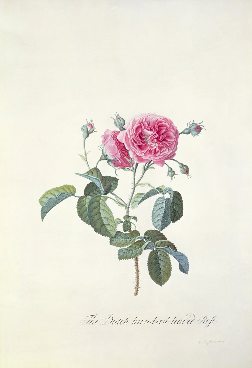 Rose: Hollandsk hundrede-bladet Rose af Georg Dionysius Ehret