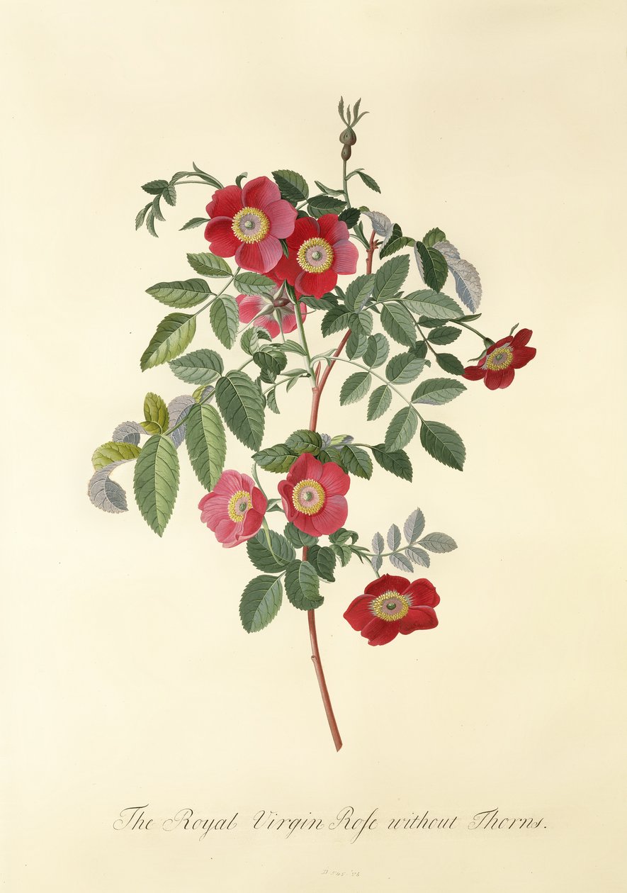 Rose: uden torne (Royal Virgin Rose) af Georg Dionysius Ehret
