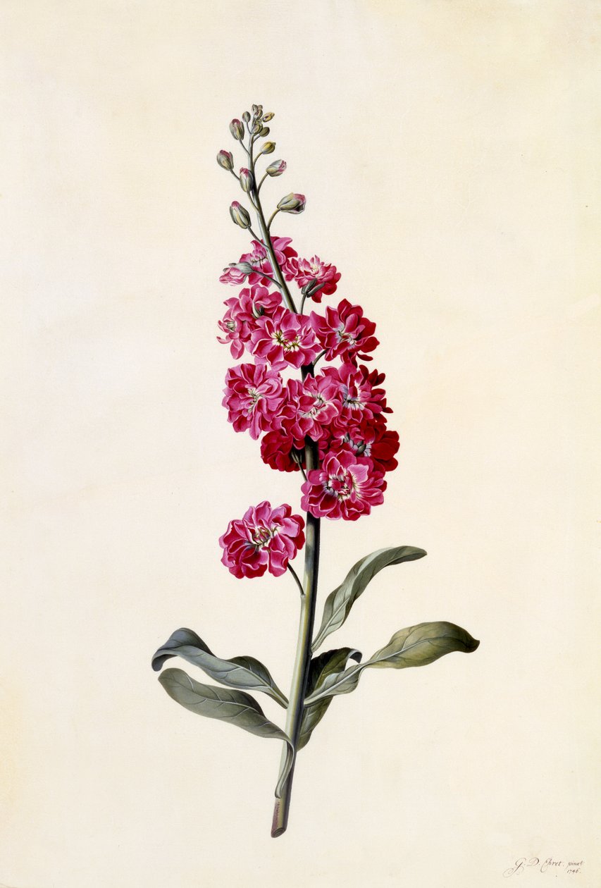 Stock, Matthiola incana, ca. 1746 (håndkoloreret gravering) af Georg Dionysius Ehret