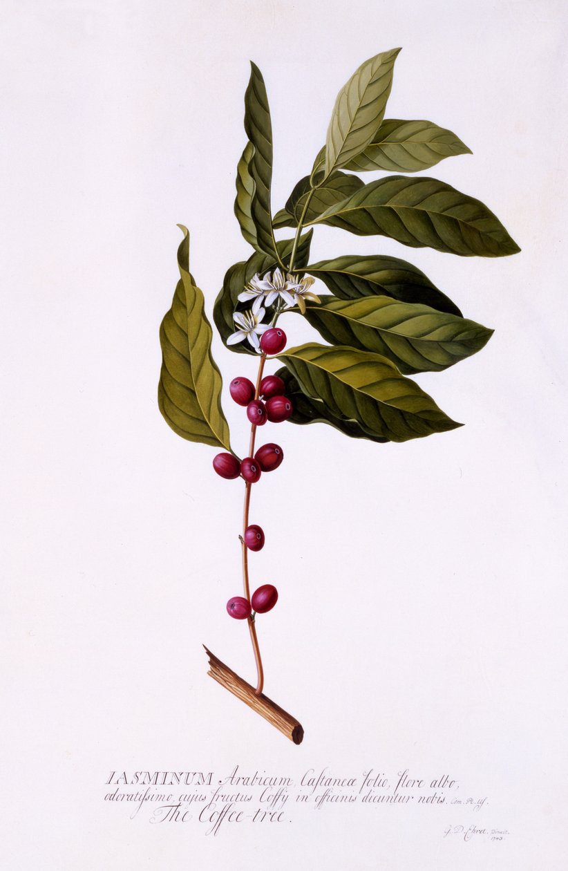 Kaffetræet, ca. 1743 (håndkoloreret gravering) af Georg Dionysius Ehret