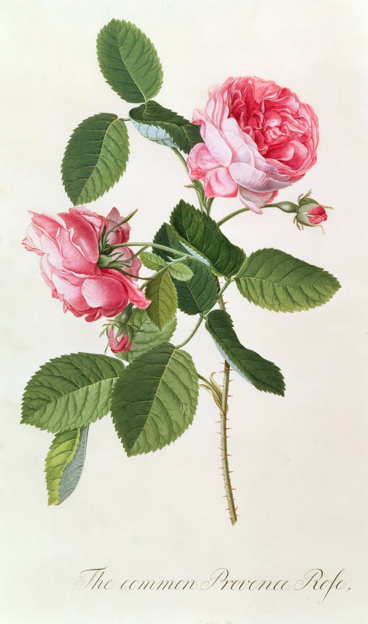 Den almindelige Provence rose af Georg Dionysius Ehret