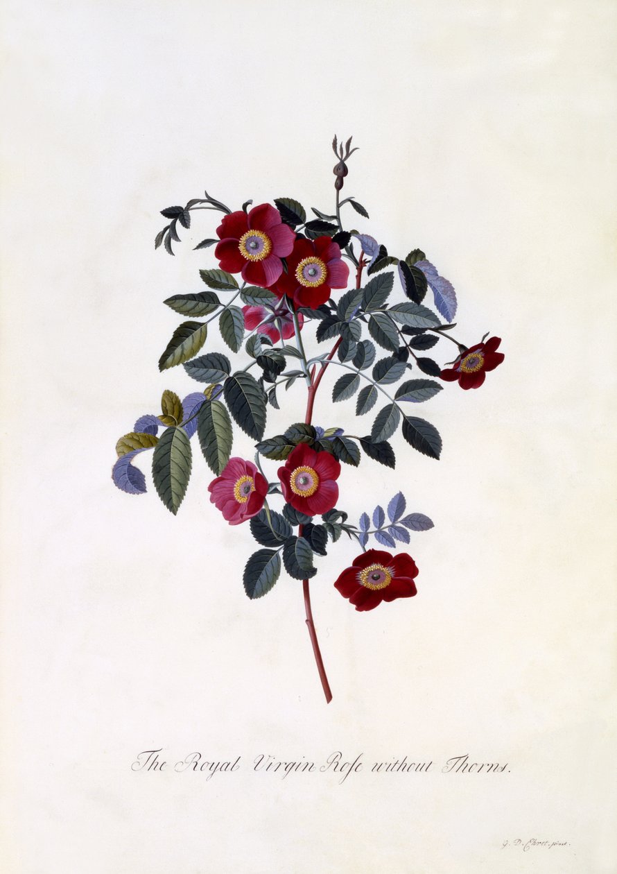 Den kongelige jomfrurose uden torne, ca. 1745 (håndkoloreret gravering) af Georg Dionysius Ehret
