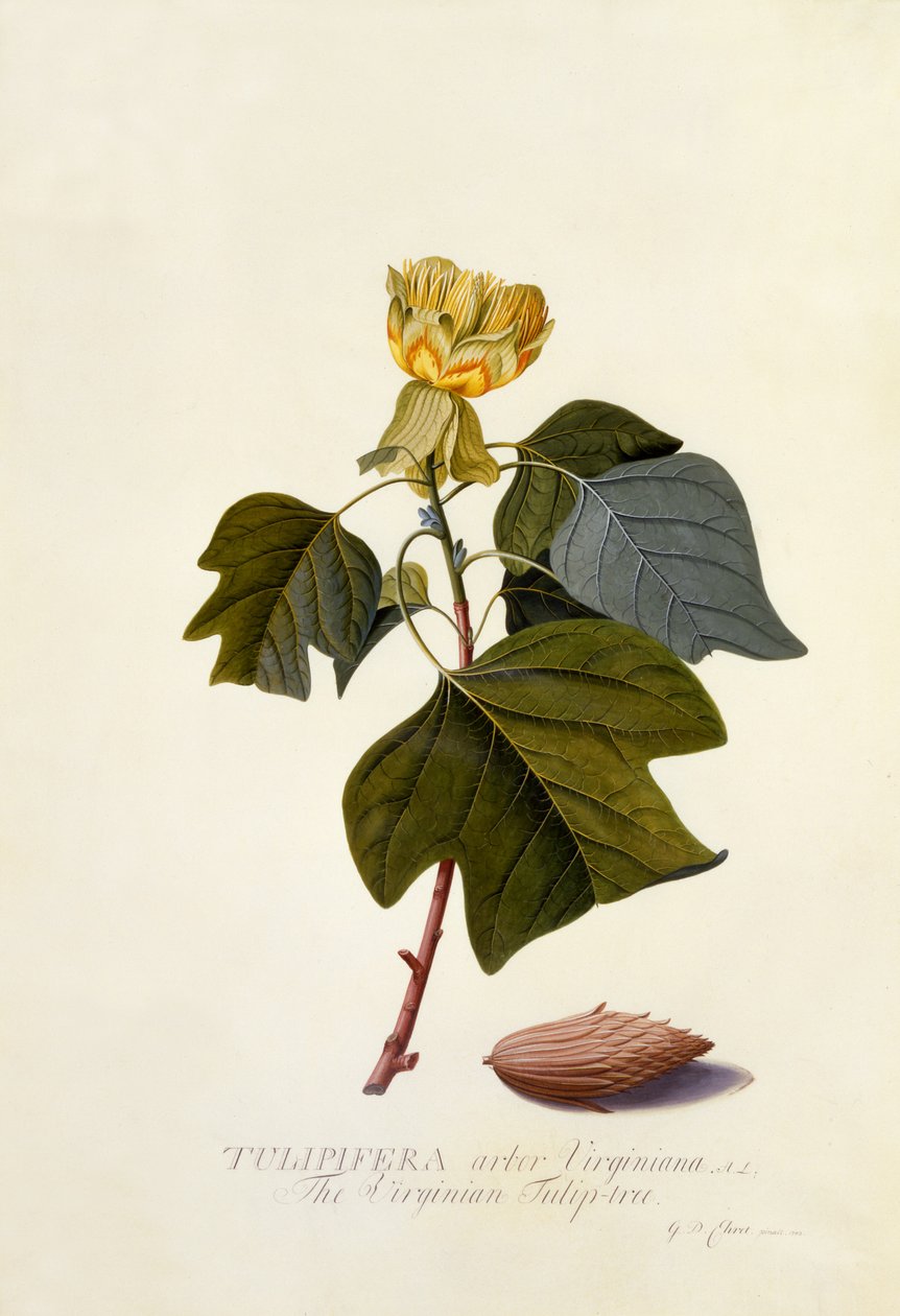The Virginian Tulip Tree, ca. 1743 (håndfarvet gravering) af Georg Dionysius Ehret