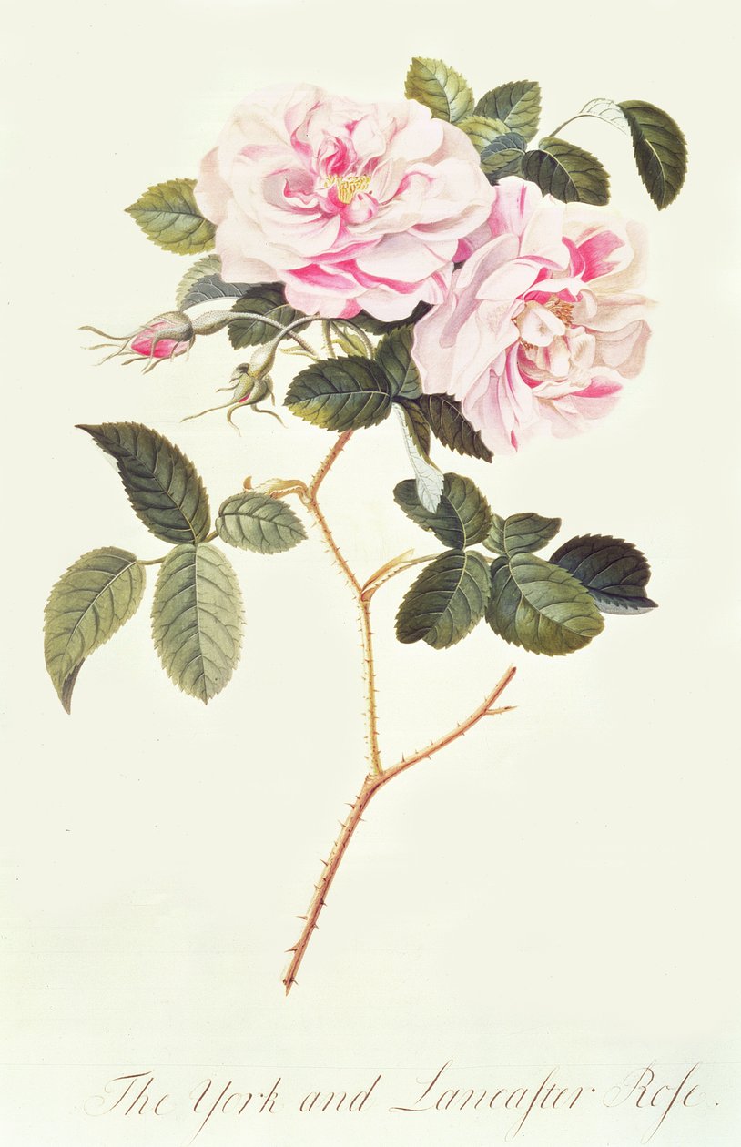 York og Lancaster Rose af Georg Dionysius Ehret