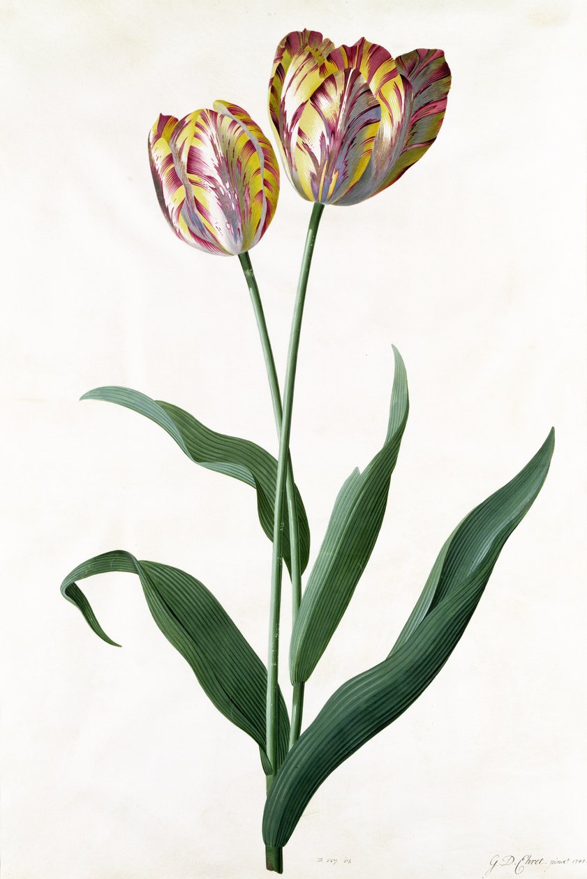 Tulipan Tulipan af Georg Dionysius Ehret