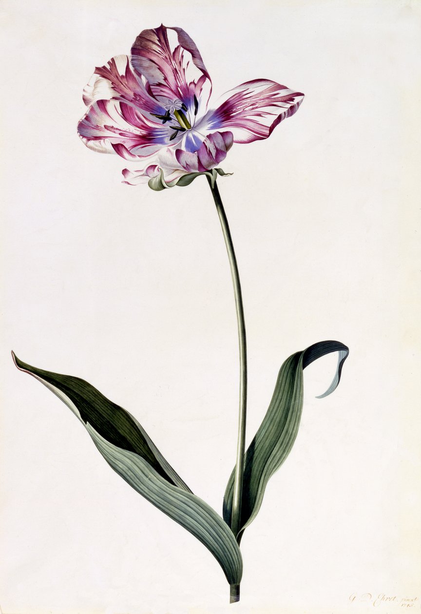 Tulipan, ca. 1745 (håndkoloreret gravering) af Georg Dionysius Ehret