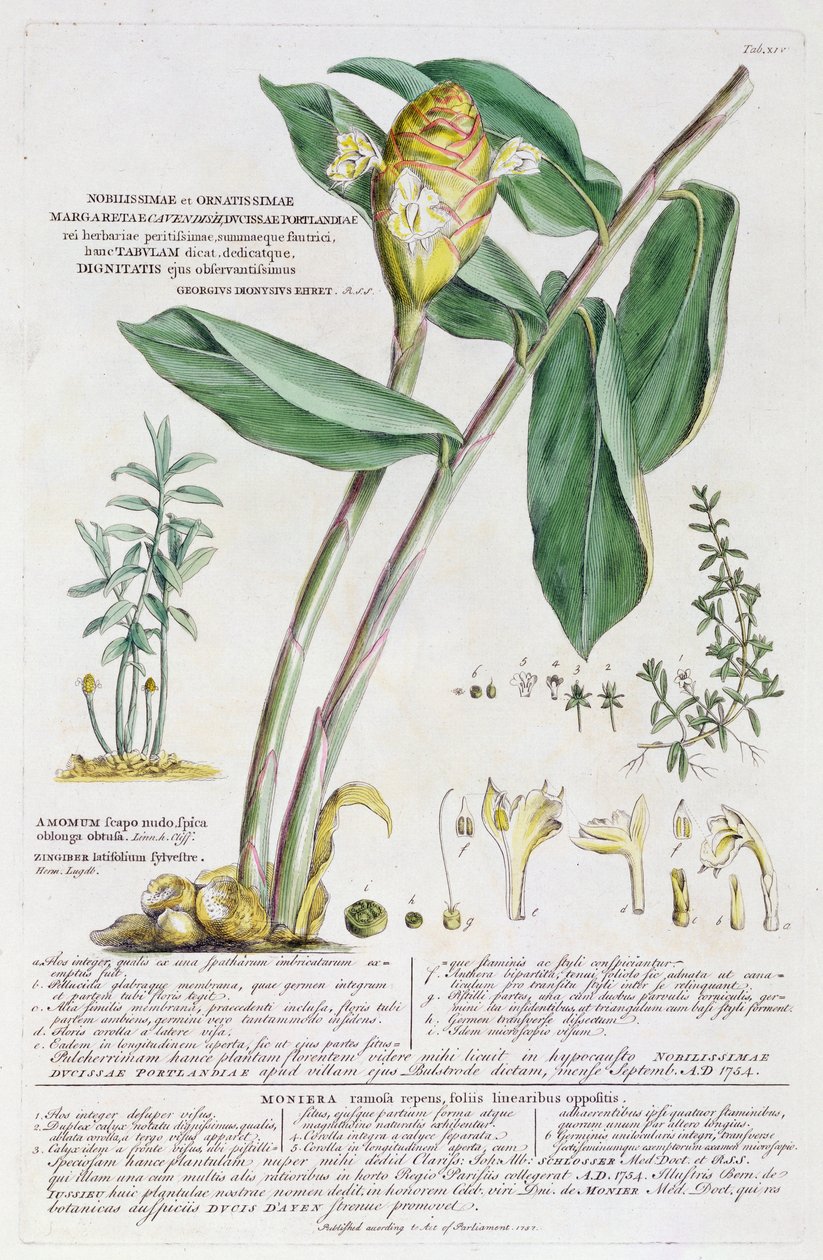 Zingiber latifolium og Amomum, 1754 af Georg Dionysius Ehret